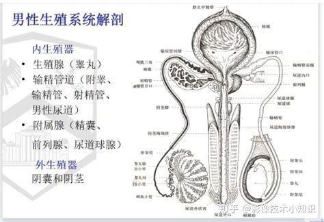 男性阴茎|男性生殖系统结构